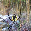 Ben Benton - @hashbrownHD - Twitter