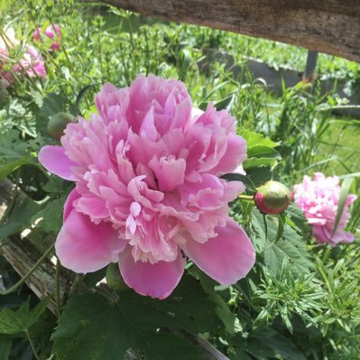 Toronto-based editor, foodie and amateur gardener. Love spinning, throwing parties, beachcombing, dining out and all things summer.