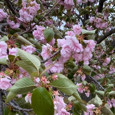 shiroino_1038's profile picture. 今年から投資を始めました。将来のためにコツコツしてまいります。DMへの対応はしておりません。