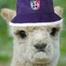 Scotty C 🦙 (@drama_llamas_dt) Twitter profile photo Scotty C 🦙 (@drama_llamas_dt) Twitter profile photo