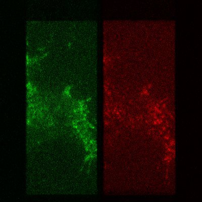 #Biophysics research @scuolanormale | #SingleMolecule imaging and tracking | #FluorescentLabeling | #Microscopy | #Python | #MatLab by Chiara Schirripa Spagnolo