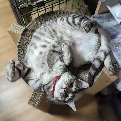 Sorakun2021's profile picture. 保護猫そら君（2021年8月生まれ・旧名ハタ君二世）と家族のアカウント。2021/11/13から同居開始。#保護猫カフェ猫の恵庭　さんからお迎えしました。普段のつぶやきは @bananaKT にて