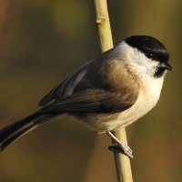 Anji (@anji_catlin) 's Twitter Profile