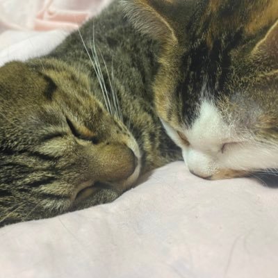 akasubaFree624's profile picture. 20↑ コスプレイベントが大好きです！ ♡→ねぱだんさん・Tuna☆ツナさん・§§さん・ゴリラの皆さん・がらくた！さん・黒金さん・正木ひよりさん