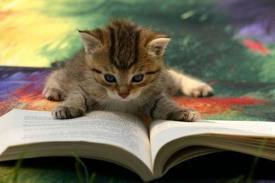 All You Need To Know About Book Reviews.
Book reviews tips and hints. How it works, for those that want to know. Our twitt essential info on book reviews.