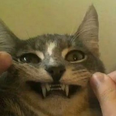 BichnaneunE's profile picture. 구독계