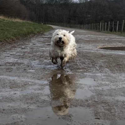 Muddy Mischievous Mummies Girl. A Never White Westie loving life wandering the length & breadth of Yorkshire 💕 Sergeant Ivy in #ZSHQ