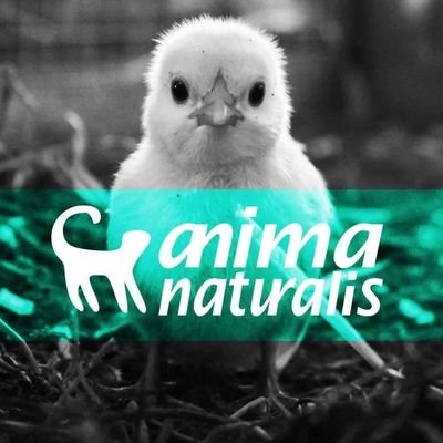 Organización iberoamericana dedicada a establecer, proteger y difundir los derechos de todos los animales. Twitter oficial de @AnimaNaturalis en Colombia. 🇨🇴