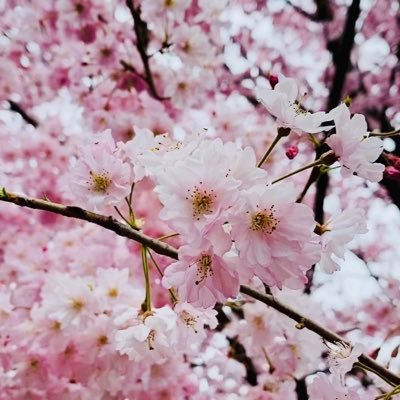 いちごです🍓 🔰ブログ初心者 です🕊Twitter発信内容→副業スタート日記 気軽にフォローよろしくお願いします😆 ※勧誘のDMは見ていませんのでご了承ください。