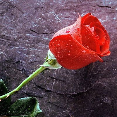 helioneas's profile picture. L'alliance du sionisme et de l'extrême droite nous fait courir un grand danger en répandant la haine, la division et la désinformation. Une âpre lutte s'engage.