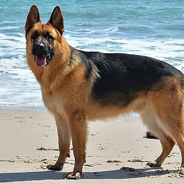 welcome to German Shepherd ➡️This page is about German Shepherd ➡️We share daily German Shepherd Content➡️Follow us if you love German Shepherd 💗💗