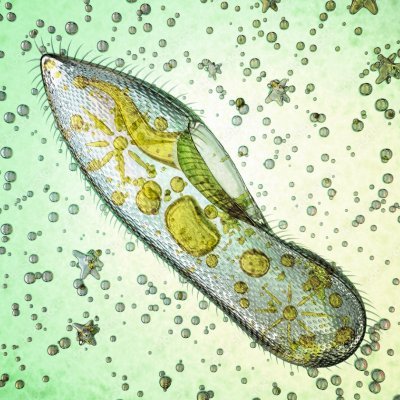 I'm a Paramecium🦠
Democrat 💯
Politics is my thing 😍
I retweet a lot ♻️
DM me anytime 📬