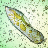 JaquariusTheParamecium (@parameciumlife2) 's Twitter Profile