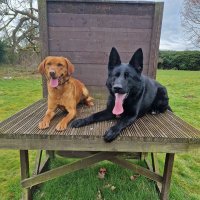 PD Joker & PD Rudy (@pd_joker_) Twitter profile photo