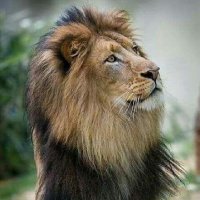 Nadeem Iqbal (@nadeem_iqbal12) 's Twitter Profile
