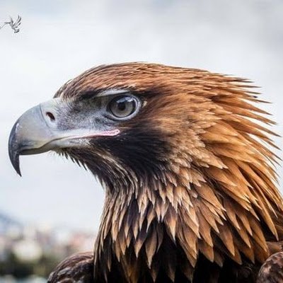 andrew_eagling's profile picture. Back on this hellsite, what the hell happened to this place!?