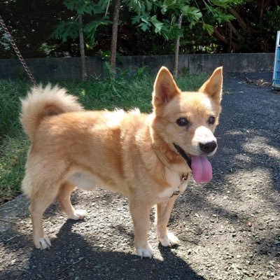 白髪元に戻せ、 メンタル虐待賠償、器物損壊弁償しろ 盗ったもの返せ 自腹でさせたことを弁償しろ 時間を返せ 精神的苦痛の賠償をしろ 盗んだ金返せ 加担者謝罪しろ 普通の生活を求めています。右左的な思想はない。利用しないで!病気にはなりません。幻聴治れ、耳鳴り治れ、利用禁止。 10年以上の誹謗中傷被害の為、口が悪くなった