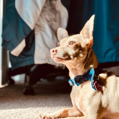 Dog-lover, #i2, He/They, 🏳️🌈/🇺🇸/🇪🇸/🇰🇷/🏳️⚧️/🇵🇸, BLM, Trans Rights