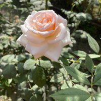 Neha S M (@nehasm12) 's Twitter Profile