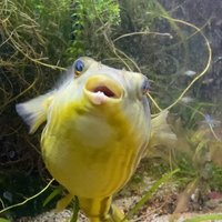 Ollie the Pufferfish(@Sacto_Aquarium) 's Twitter Profile Photo