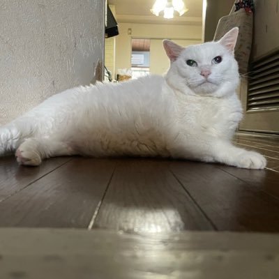 snowcatshiro Profile Picture