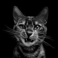 Ꮁ̵ꭱꭺ🇳ꮯꮖꮪꮯꮻ Ꭱꭺꮇꮖꭱꭼꮓ (@xxxbluebird4xxx) 's Twitter Profile Photo