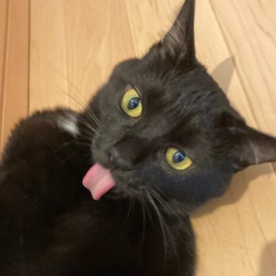 RnEodK6FMGtTTLD's profile picture. ミリタリー、自衛隊ファン 🎶ミセカイ🎶