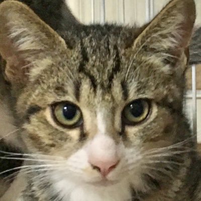 f2Tqb0dHuFhSK4G's profile picture. 全世界の動物達が幸せでありますように🍀🍀
犬🐕猫🐈を愛してやみません。
殺処分絶対反対❌動物虐待絶対許さない❌
Twitter初心者ですがよろしくお願いします。