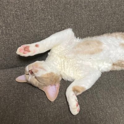 猫アカ。デボンレックス。勉強アカ。SEGとか。I’ve just started learning English.