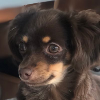 fummy_fashion's profile picture. 2022.7/12世界の名犬牧場生まれのチワックス女の子。名前はクレア、あだ名はクレちゃん。 9/17から我が家の一員です。家ではおてんばですが、外では犬見知り。だけどご飯はグイグイ行きます笑！フォロー大歓迎です！ 無言フォロー失礼します。