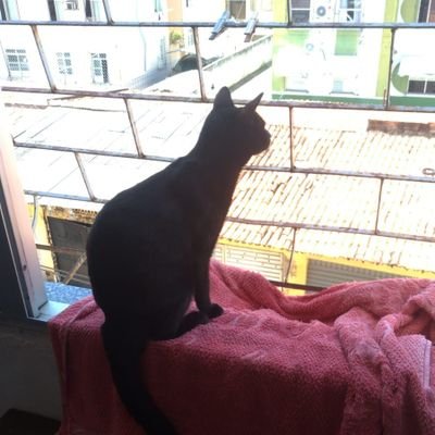 Ludesabapho's profile picture. Nao sou fake, apenas feia para colocar foto.
