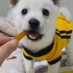 부끌조앙 (@chacha4742) Twitter profile photo 부끌조앙 (@chacha4742) Twitter profile photo
