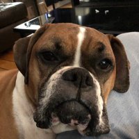 Winston(@vets4patriots) 's Twitter Profile Photo