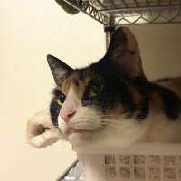 ロボリア つぶやき用 (@roboria2) 's Twitter Profile