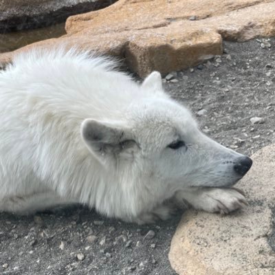 動物好きです。特に狼好きです。