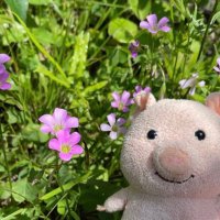 Pigpig (@chrisssswong) 's Twitter Profile