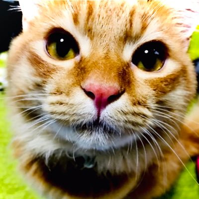 metro10mahalo's profile picture. お酒🍻･猫🐈🐈‍⬛･☠️🃏🔫🤍🖤👊配信鑑賞🎮🖥 が好きです🐥 よろしくお願いいたします🙏