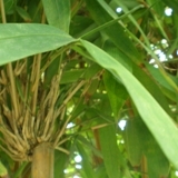 IndonesiaIP's profile picture. Indonesian Intellectual Property Services. info@chapterone-ip.com