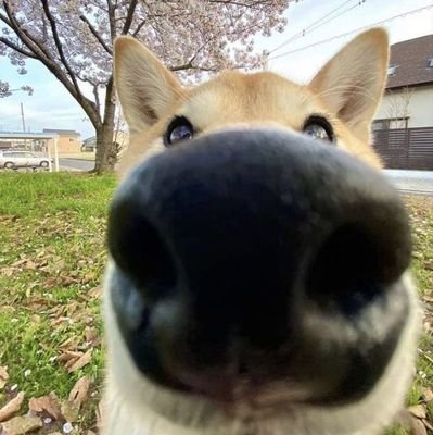 Jöham_Pさんのプロフィール画像