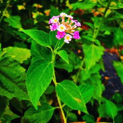 msamsa257's profile picture. 