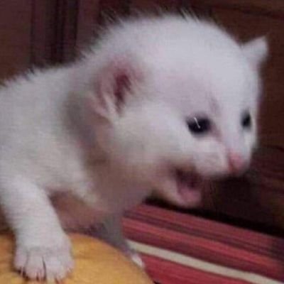 camabaui9's profile picture. 