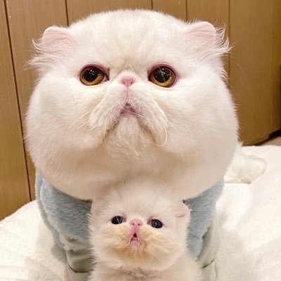 thebangrobber's profile picture. Discord | thebangrobber#2997