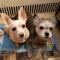 Twinkle, Dazzle, and Angels🌈Livvie, & 🌌🌈Kes (@gigglingr) 's Twitter Profile