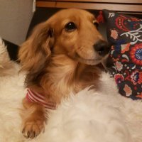 kovaxyy (@kovaxyy) 's Twitter Profile