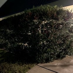 Uncovering bush around SLU since March, 2023. Whatever you do, do not make our list.
