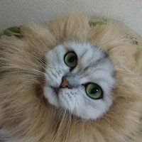 しょう🐨 (@sy0u9) 's Twitter Profile