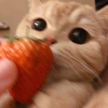 ansan kittenさんのプロフィール画像