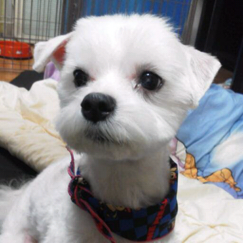 マルチーズ🐶令和4年15歳で亡くなりました。弟は44歳で発達障害と診断（障害厚生年金3級受給中） 。旦那は令和3年3月末、私は令和6年3月末退職。 軽キャン バロッコ購入🚙いろいろ落ち着いたら旅行に行きます♪