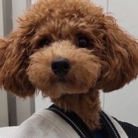 Tori ... (@tori_chyan) 's Twitter Profile