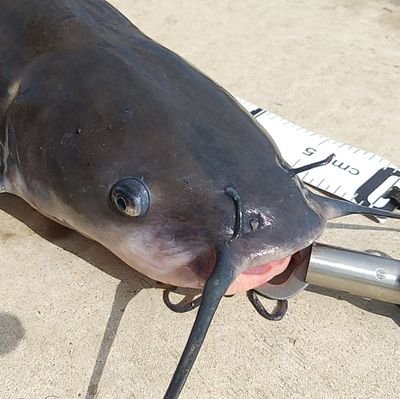 「釣り」と「魚」を楽しむための情報を、20年ぶりに釣りを再開した「出戻り初心者」の視点で発信するチャンネル
#霞ヶ浦　#アメリカナマズ　#シーバス　#ブラックバス